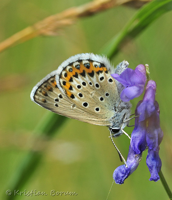 Foranderlig20100712-31435sSA2.jpg