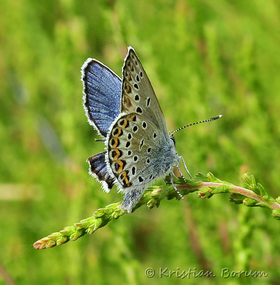 Foranderlig20100712-31481sSA.jpg