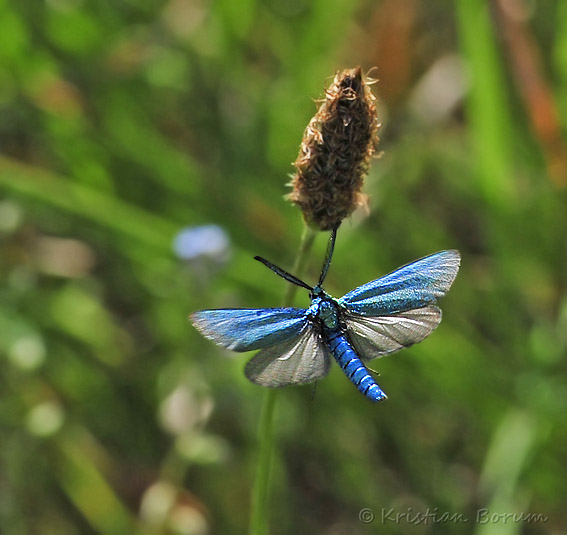 GroenKoelle20100709-31235sSA.jpg