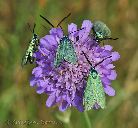 Koellekomsammen20100712-31477sSA.jpg