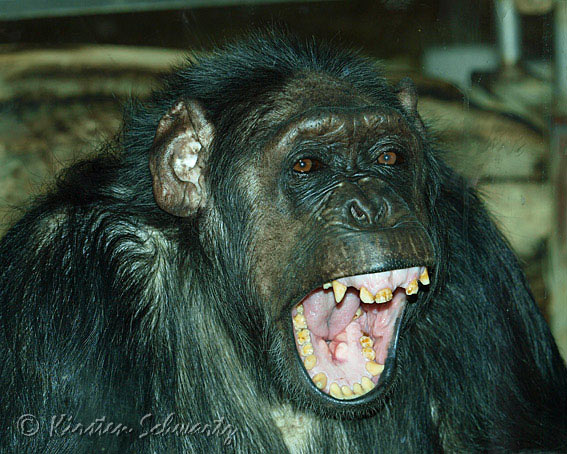 P3190661-Chimpanse-ZOO-10.jpg