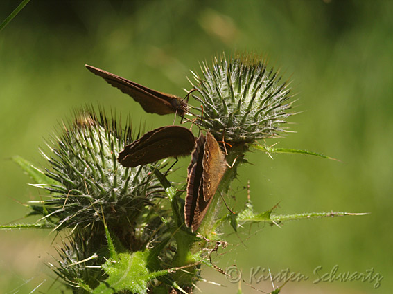 P7164467-Engrandøjer-PIN-10.jpg