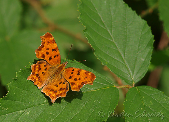 P7215137-Hvide-GRUB-10.jpg