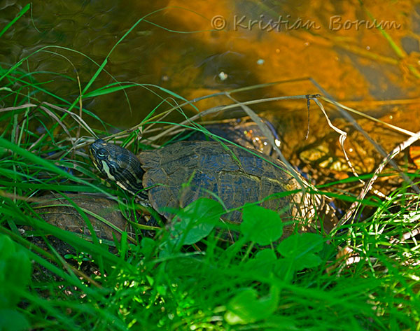 Skildpadde20130906-18162sSA.jpg