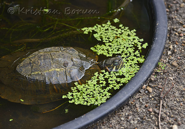 Skildpadde20130908-18380sSA.jpg