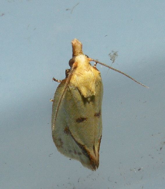 agapeta hamana.jpg