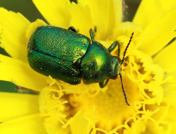 grøn bille.jpg