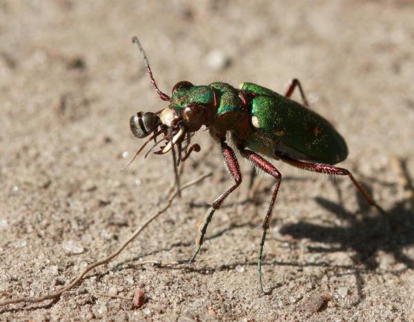 grøn sandspringer æder myre.jpg