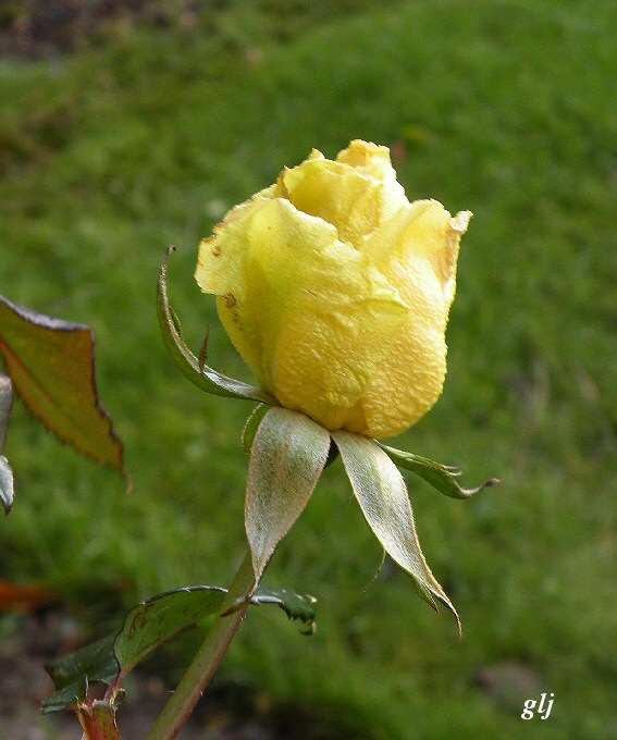 gul rose.jpg
