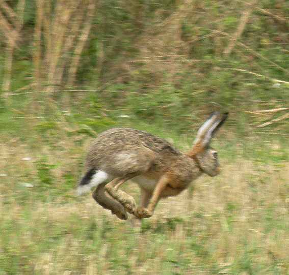 hare.jpg