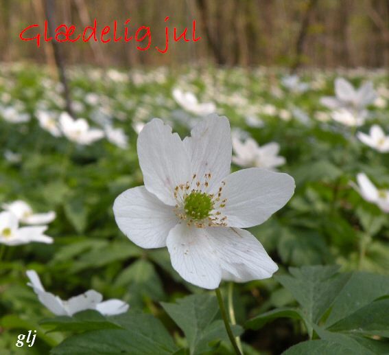 hvid anemone2.jpg